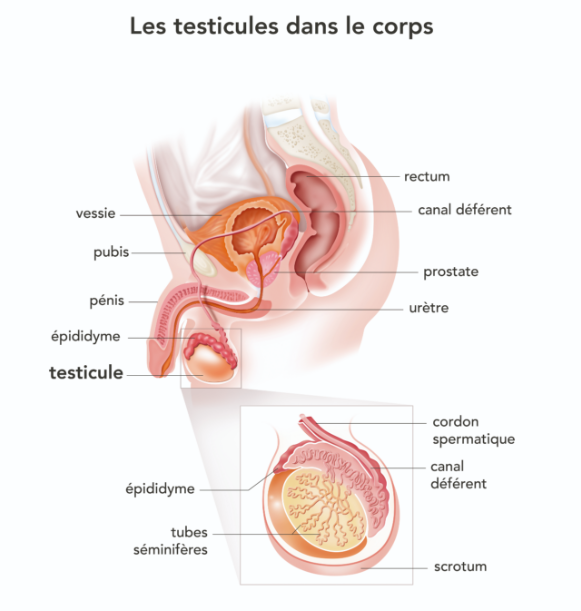 schema testicules